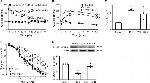 Phospho-eNOS (Ser1177) Antibody in Western Blot (WB)