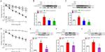 Phospho-eNOS (Ser1177) Antibody in Western Blot (WB)