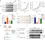 DYKDDDDK Tag Antibody in Western Blot, Immunoprecipitation (WB, IP)