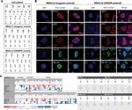 TRA-1-81 Antibody in Immunocytochemistry (ICC/IF)