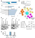 V5 Tag Antibody in Immunoprecipitation (IP)