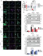 Actin Antibody in Western Blot (WB)