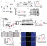 Actin Antibody in Western Blot (WB)