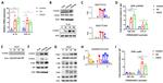 Actin Antibody in Western Blot (WB)