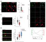 Alexa Fluor 488 Antibody in Immunocytochemistry (ICC/IF)