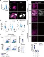 CXCL1 Antibody in Flow Cytometry (Flow)