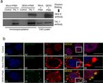 TAL1 Antibody in Western Blot, Immunocytochemistry, Immunoprecipitation (WB, ICC/IF, IP)