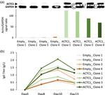 alpha-Cardiac Actin Antibody in Western Blot (WB)