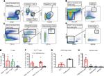 CD11b Antibody in Flow Cytometry (Flow)