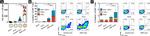 CD4 Antibody in Flow Cytometry (Flow)