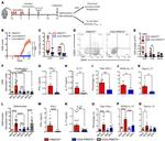 CD4 Antibody in Flow Cytometry (Flow)