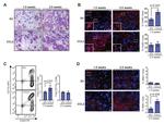 CD11b Antibody in Flow Cytometry (Flow)