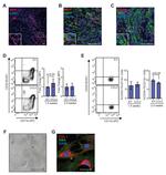 CD11b Antibody in Flow Cytometry (Flow)