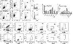 CD11b Antibody in Flow Cytometry (Flow)