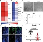 CD31 (PECAM-1) Antibody in Immunohistochemistry (IHC)