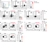 CD11b Antibody in Flow Cytometry (Flow)