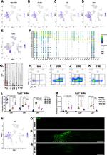 CD11b Antibody in Flow Cytometry (Flow)