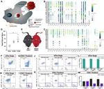 CD11b Antibody in Flow Cytometry (Flow)