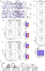 CD11b Antibody in Flow Cytometry (Flow)