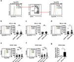 CD16 Antibody in Flow Cytometry (Flow)