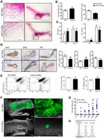 CD29 (Integrin beta 1) Antibody in Flow Cytometry (Flow)