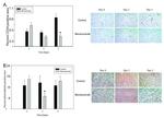 CD34 Antibody in Immunohistochemistry, Immunohistochemistry (Paraffin) (IHC, IHC (P))