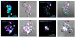 CD41a Antibody in Immunocytochemistry (ICC/IF)