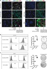 CD47 Antibody in Immunocytochemistry, Flow Cytometry (ICC/IF, Flow)