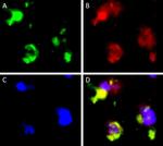 CD68 Antibody in Immunocytochemistry (ICC/IF)