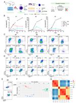 CD11b Antibody in Flow Cytometry (Flow)