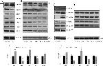 CDKN2C Antibody in Western Blot (WB)