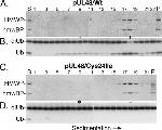 Ubiquitin Antibody in Western Blot (WB)