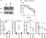 Cyclophilin A Antibody in Western Blot (WB)