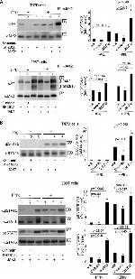 Phospho-JAK2 (Tyr1007, Tyr1008) Antibody in Western Blot (WB)