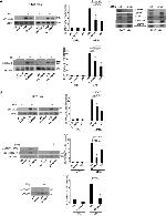 Phospho-JAK2 (Tyr1007, Tyr1008) Antibody in Western Blot (WB)