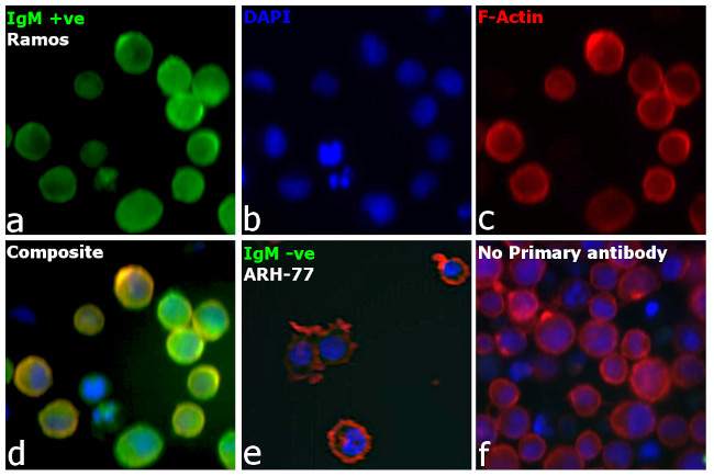 Human IgM (Heavy chain) Secondary Antibody in Immunocytochemistry (ICC/IF)