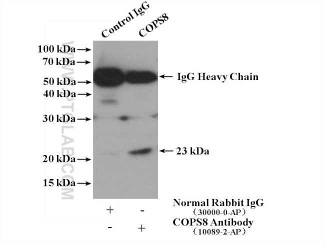 COPS8/COP9 Antibody in Immunoprecipitation (IP)