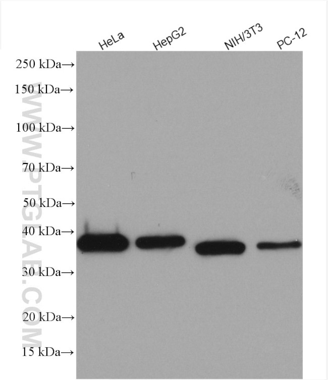 IkB alpha Antibody in Western Blot (WB)