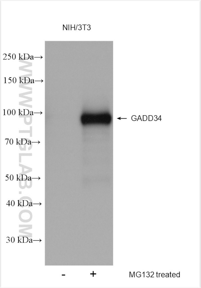 GADD34 Antibody in Western Blot (WB)