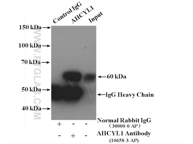 AHCYL1 Antibody in Immunoprecipitation (IP)