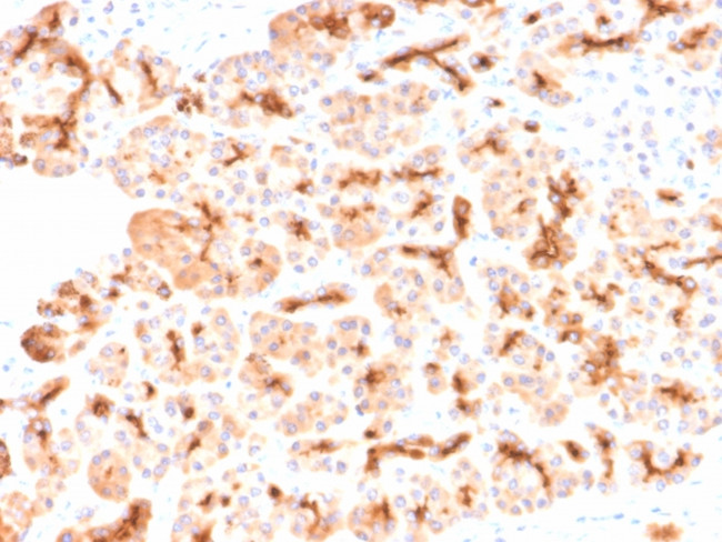 CFTR (Cystic Fibrosis Transmembrane Conductance Regulator) Antibody in Immunohistochemistry (Paraffin) (IHC (P))