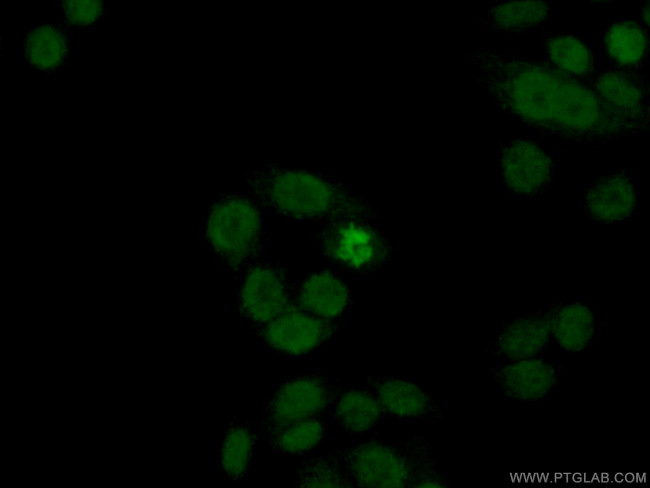 Histone H2A.X Antibody in Immunocytochemistry (ICC/IF)