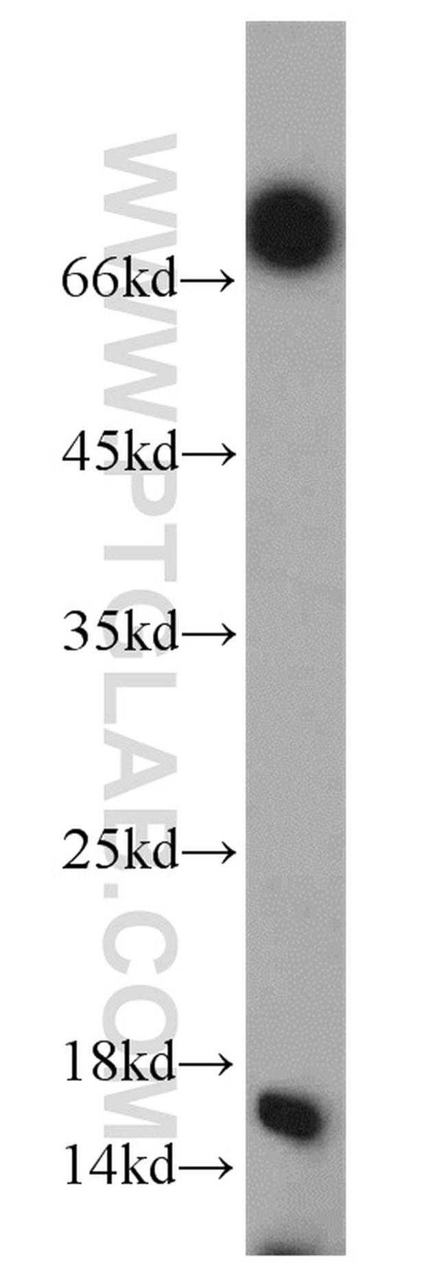 Histone H2A.X Antibody in Western Blot (WB)