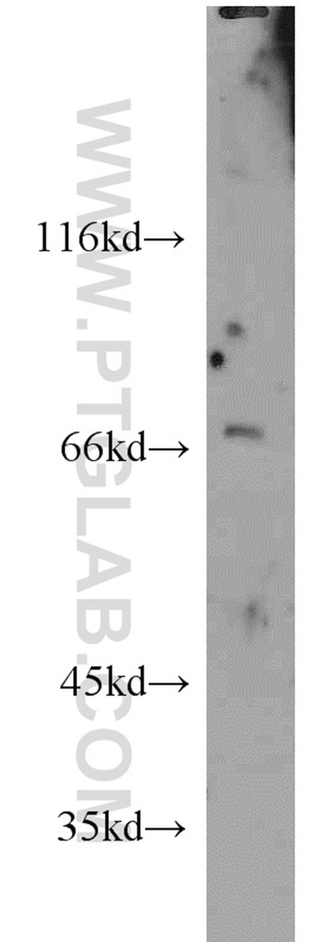 SLAM/CD150 Antibody in Western Blot (WB)