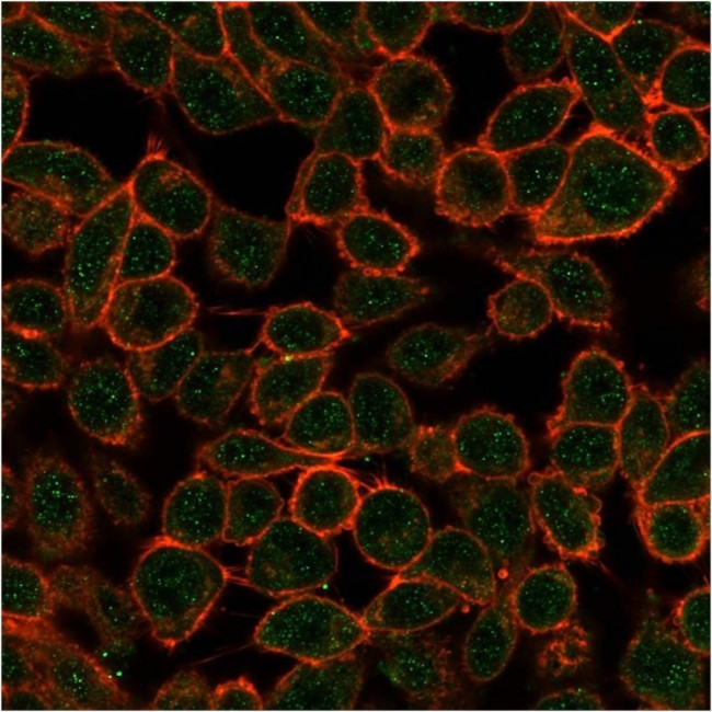 TDRKH Antibody in Immunocytochemistry (ICC/IF)