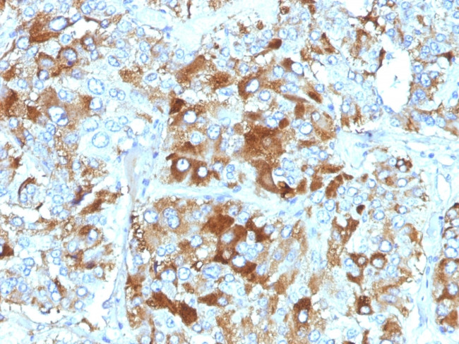 Chromogranin A/CHGA (Neuroendocrine Marker) Antibody in Immunohistochemistry (Paraffin) (IHC (P))