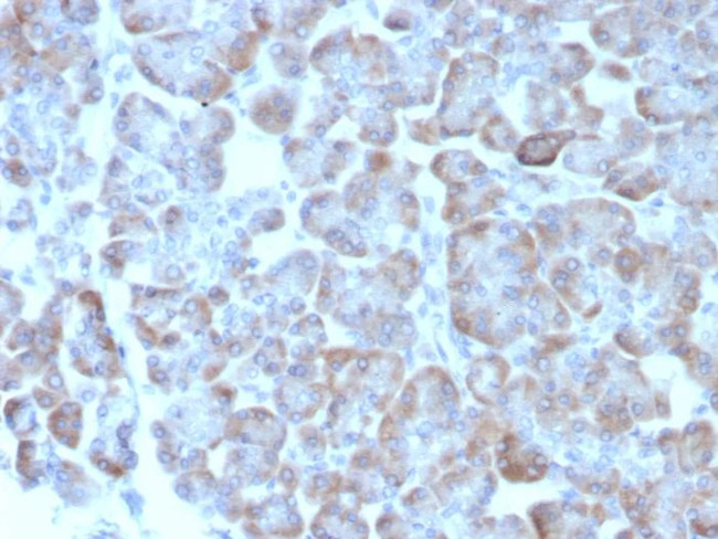 ADCY8 (Adenylate Cyclase 8) Antibody in Immunohistochemistry (Paraffin) (IHC (P))