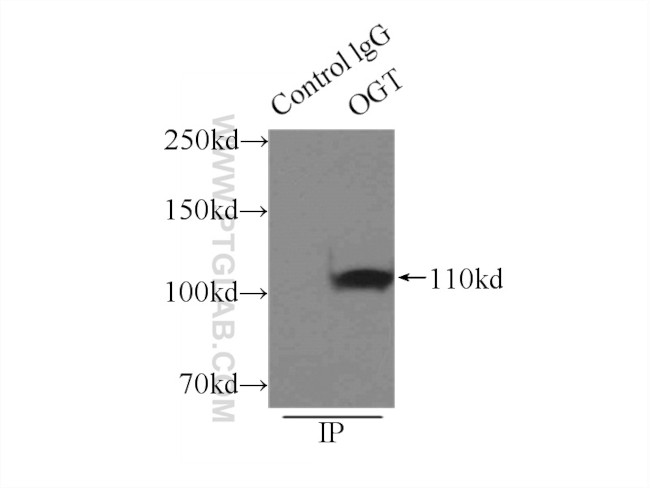 OGT Antibody in Immunoprecipitation (IP)