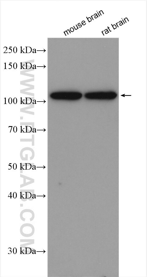 OGT Antibody in Western Blot (WB)