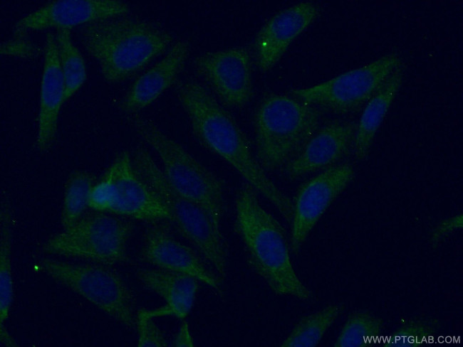 Apolipoprotein H Antibody in Immunocytochemistry (ICC/IF)